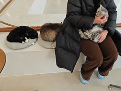-共舞时光猫咖·狗咖(新街口店)