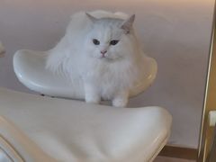 -飞行喵MR PILOT|猫舍·猫咖(静安大融城店)