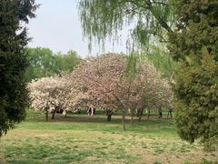 -莲花池公园
