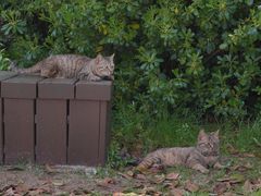 -游子山休闲旅游区