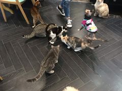 -猫色咖啡·猫咖