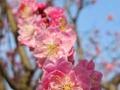-梅花山(明孝陵内)