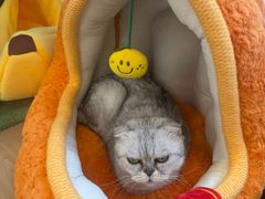 -宠福鑫动物医院(城北分院)