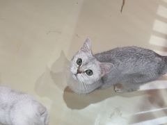 -三花喵·撸猫购宠·宠物生活馆(虹桥南丰城店)