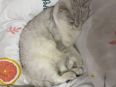-宠颐生汉谟拉比宠物医院