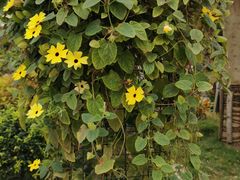 -三圣花乡旅游区