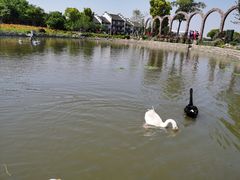 -鹅湖玫瑰文化园
