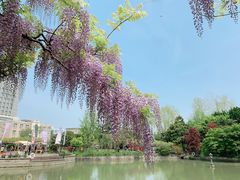 -嘉定紫藤园