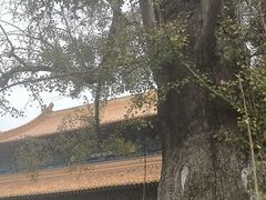 -普陀山风景名胜区-法雨禅寺