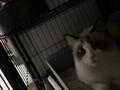 -momokira米努特·德文卷毛猫·棉花面纱犬