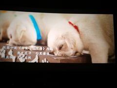 -AMG海上明珠影城(上海环球港RealDCinema店)