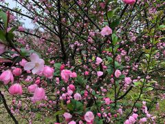 -武汉大学-樱园