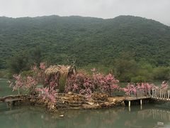 -杨梅坑