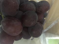 海堤葡萄园-海堤葡萄园中小学生研学基地