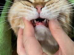 -北京赛佳动物医院