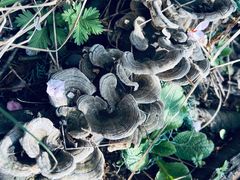 -明秦王墓遗址