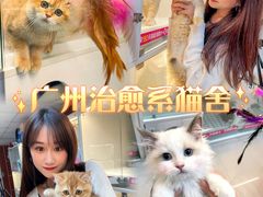 -lincat·猫舍(广州店)