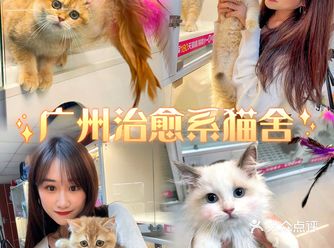 广州治愈系Lincat猫舍