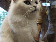 -more than meow吴止猫主题餐厅(承德 中船汇店)