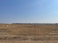 -盐城丹顶鹤湿地生态旅游区