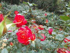 -人民公园(罗湖区)