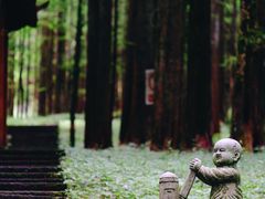 -武陵山森林公园