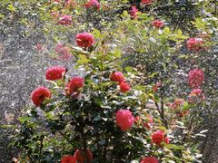 -人民公园(罗湖区)