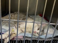 -贝康宠物医院·犬猫全科·小动物特色诊疗中心(东环路店)
