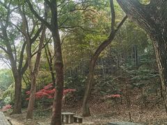 -上海佘山国家森林公园天马山园