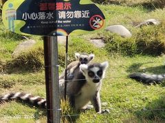 -灵玲国际马戏城