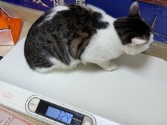 -艾贝尔宠物医院·狂犬免疫点(江山金象城店)
