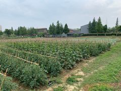 -田园东方蜜桃村的田野营地