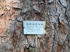 -汤旺河林海奇石景区