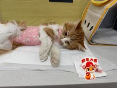 -中农大我爱我爱动物医院·核磁CT·猫病·24小时夜诊中心(石佛营店)