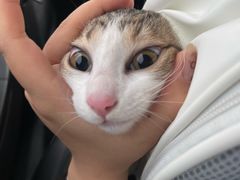 -瑞派康怡24h宠物医院·犬猫医疗中心·微创绝育(瑞景分院)