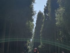 -武陵山森林公园