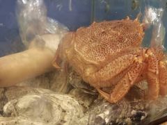 -鲔屋寿喜烧