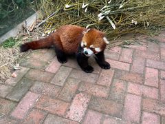 -常州淹城野生动物世界