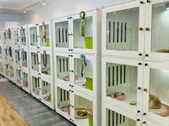 -青奢宠物·青奢猫舍