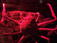 -暹罗海洋世界