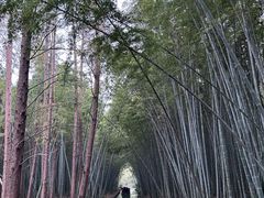 -同里国家湿地公园