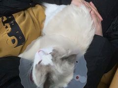 -北京观赏动物医院·24小时大型综合·猫专科·异宠专科