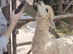 -泉州海丝野生动物世界