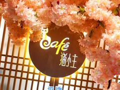 -猫小主咖啡·猫咖cat cafe(福田店)