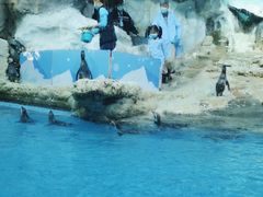 -帝企鹅自助餐厅•儿童岛•真企鹅(长隆企鹅酒店)