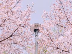 -顾村公园