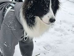 -纳吉亚猫专科动物诊疗中心(蒋宅口分院)