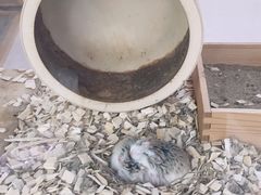 -金宝幼儿园(通州校区)