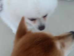 -怪兽屋·羊驼·猫咖·狗咖(俊华广场店)