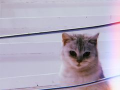 -极木²邸 人与宠物·互动社区